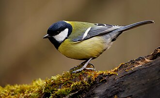 Great Tit (Parus major). Credit: Frank Vassen. Source: Wikimedia Commons.